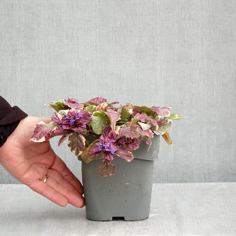 Exemplaar van Ajuga reptans Burgundy Glow - Kruipend zenegroen Pot van 2 l/3 l zoals geleverd in de herfst