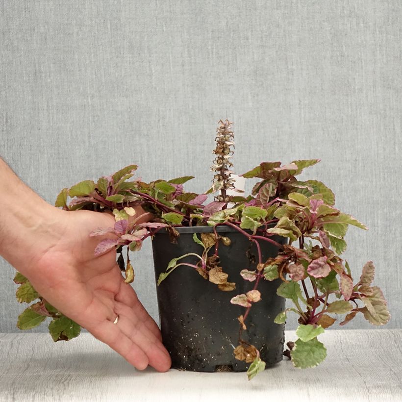 Exemplaar van Ajuga reptans Burgundy Glow - Kruipend zenegroen Pot van 2 l/3 l zoals geleverd in de zomer