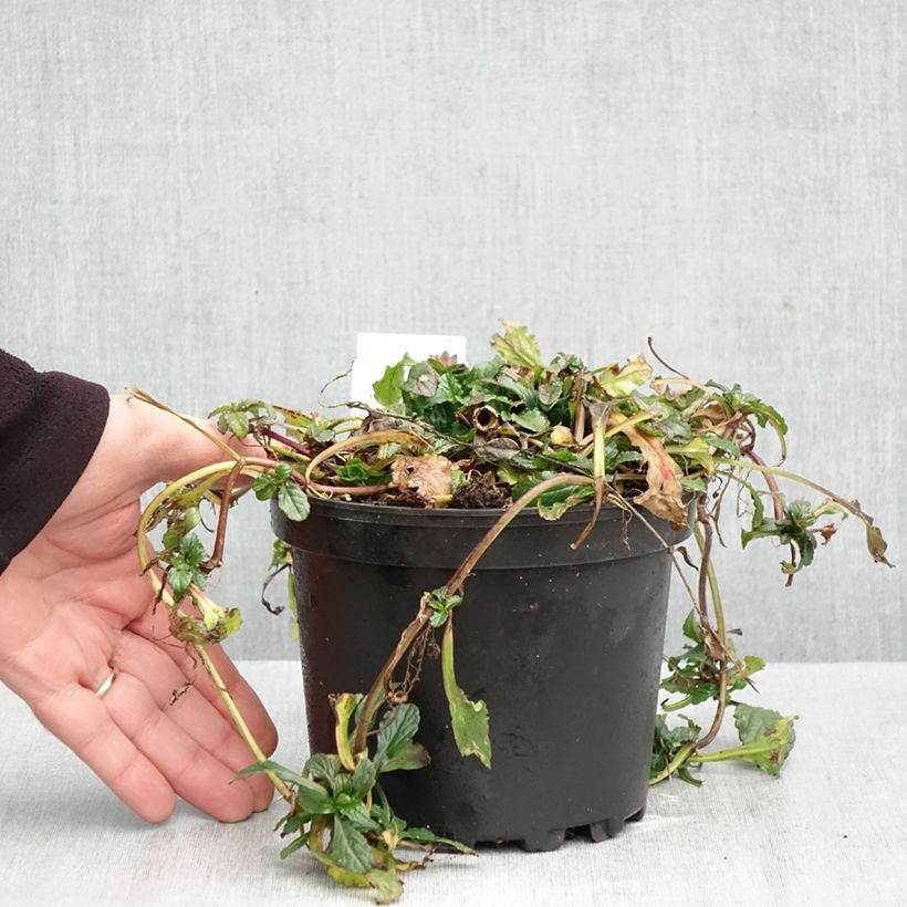 Exemplaar van Ajuga reptans - Kruipend zenegroen Pot van 2 l/3 l zoals geleverd in de herfst