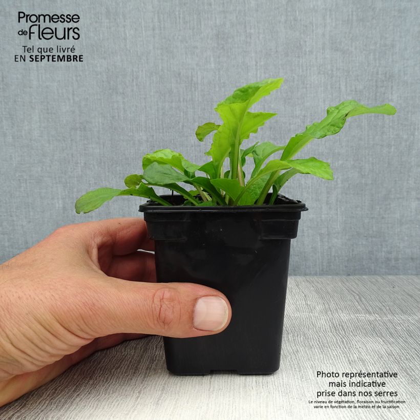 Exemplaar van Ajuga reptans Purple Torch - Kruipend zenegroen Kweekpotje van 7/8 cm zoals geleverd in de zomer