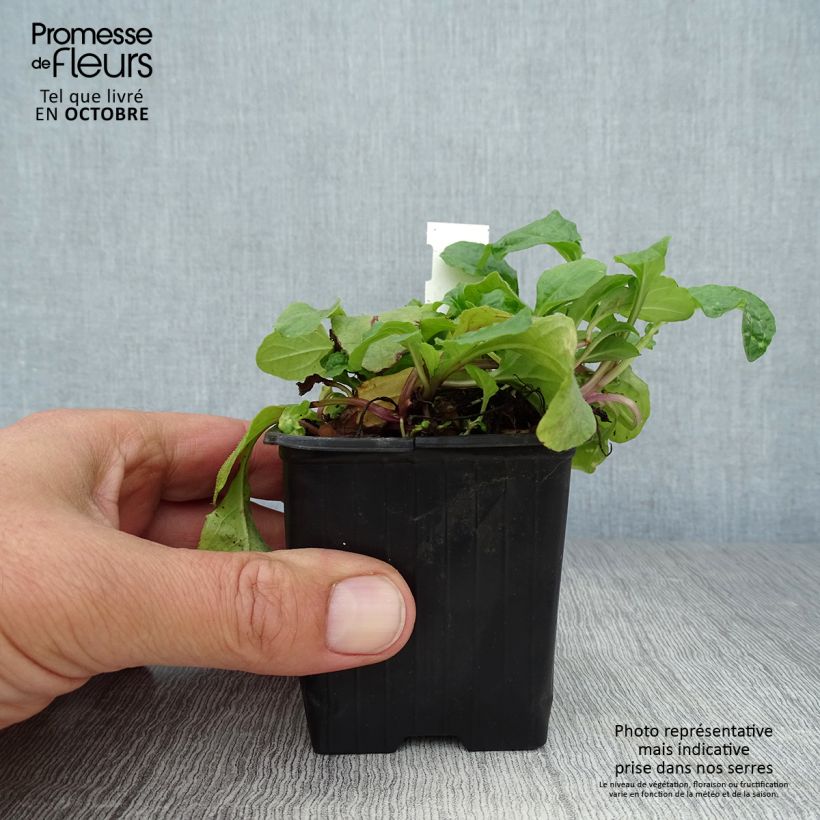 Exemplaar van Ajuga reptans Rosea - Kruipend zenegroen Kweekpotje van 8/9 cm zoals geleverd in de herfst