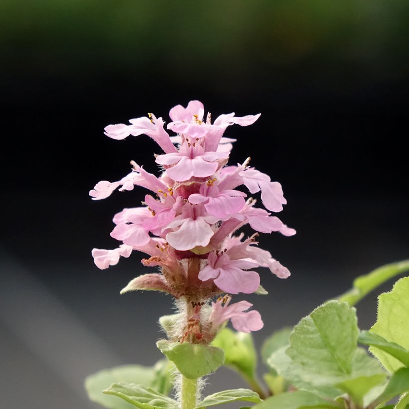 Ajuga reptans Rosea - Kruipend zenegroen (Bloei)