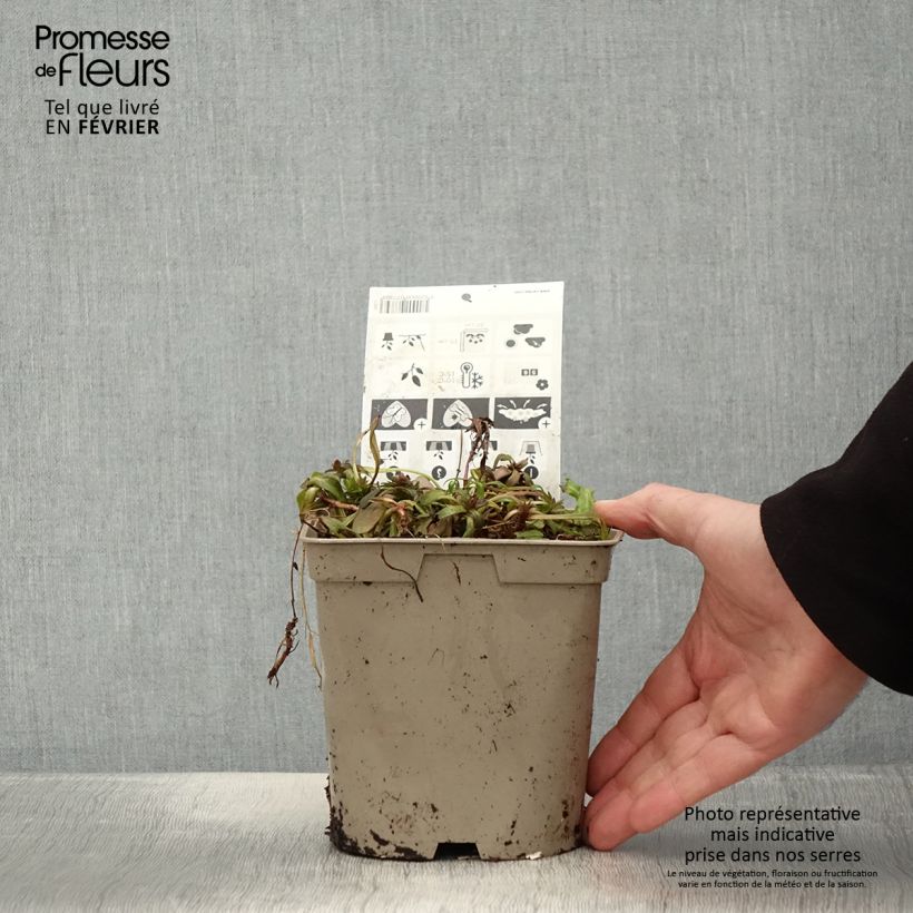 Example of Bugle rampante - Ajuga tenorii Chocolate Chip (Valfredda) Pot van 2 l/3 l as you get in hiver