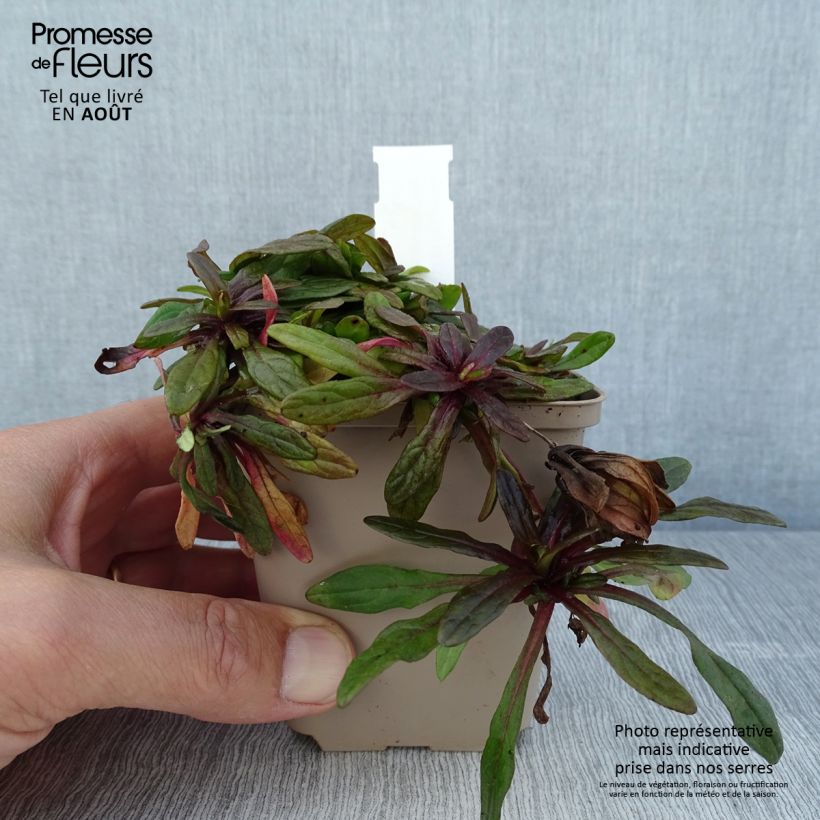 Exemplaar van Ajuga reptans Dixie Chip - Kruipend zenegroen Kweekpotje van 8/9 cm zoals geleverd in de zomer