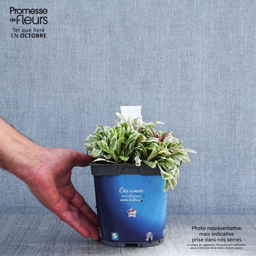Exemplaar van Ajuga reptans Princess Nadia - Kruipend zenegroen Pot van 1,5 l/2 l zoals geleverd in de herfst