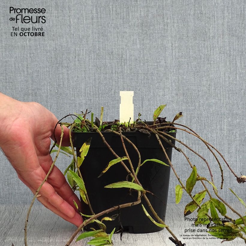 Exemplaar van Buglossoides purpurocaerulea - Ruw parelzaad Pot van 2 l/3 l zoals geleverd in de herfst