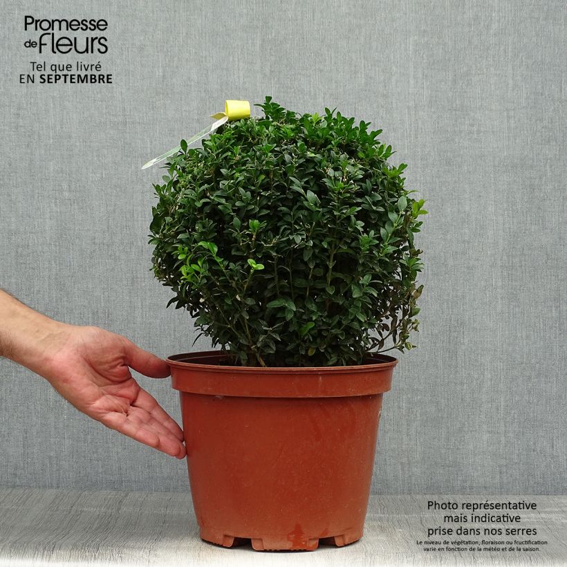 Exemplaar van Buxus sempervirens - Palmboompje Pot van 7,5 l/10 l, Bolboom zoals geleverd in de herfst