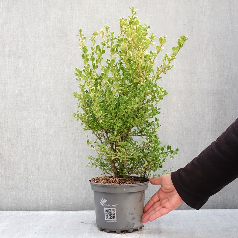 Exemplaar van Buxus Betterbuxus Babylon Beauty - Palmboompje Pot van 3 l/4 l zoals geleverd in de winter