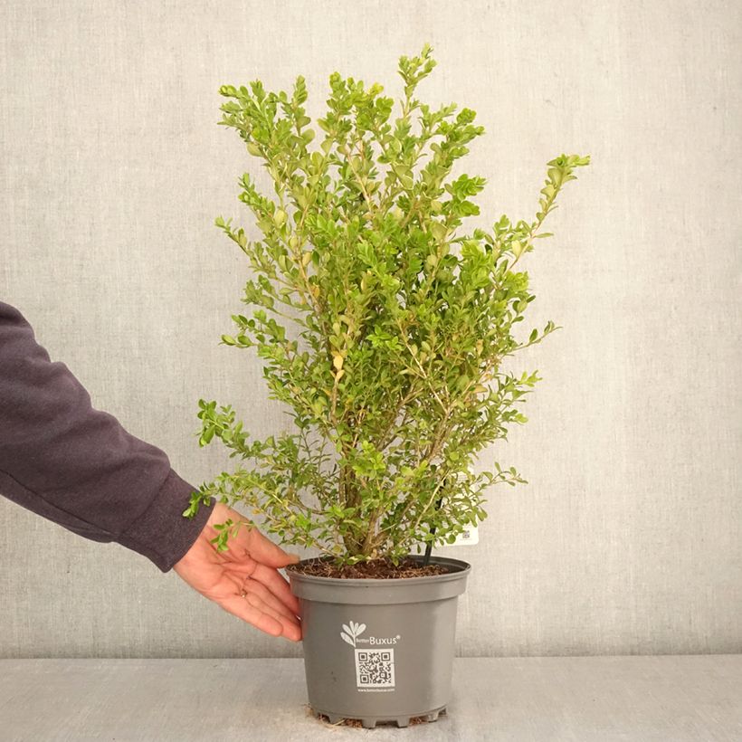 Exemplaar van Buxus Betterbuxus Babylon Beauty - Palmboompje Pot van 3 l/4 l zoals geleverd in de lente