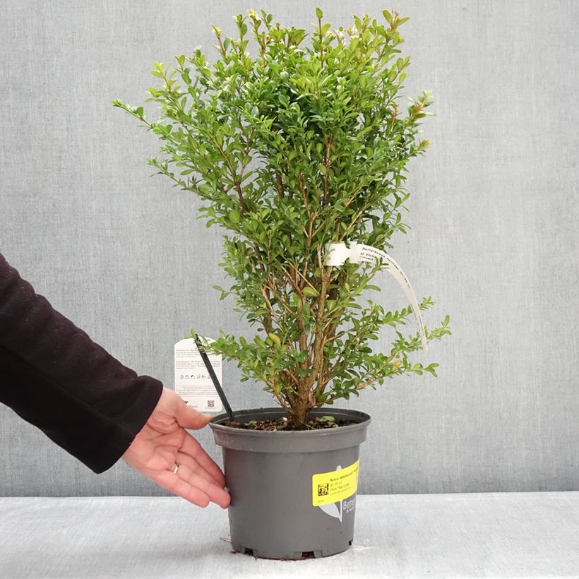 Exemplaar van Buxus Betterbuxus Heritage - Palmboompje Pot van 3 l/4 l zoals geleverd in de winter