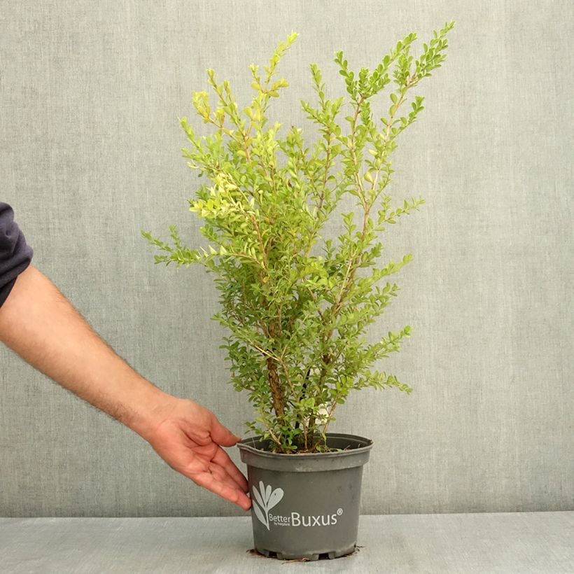 Exemplaar van Buxus Renaissance Betterbuxus - Palmboompje Pot van 3 l/4 l zoals geleverd in de zomer