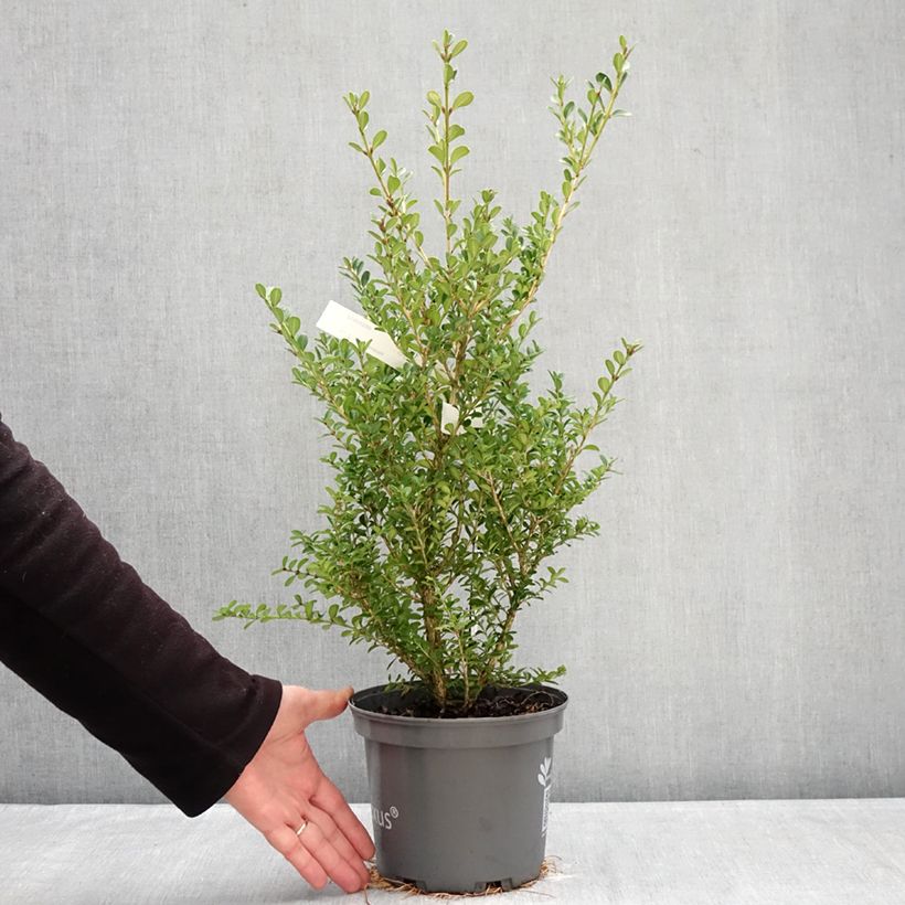 Example of Buis - Buxus Betterbuxus Renaissance Pot van 3 l/4 l as you get in hiver
