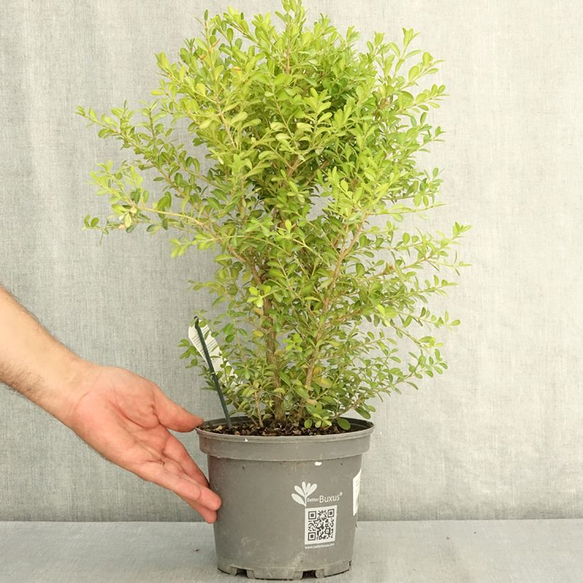 Exemplaar van Buxus Betterbuxus Skylight - Palmboompje Pot van 3 l/4 l zoals geleverd in de zomer