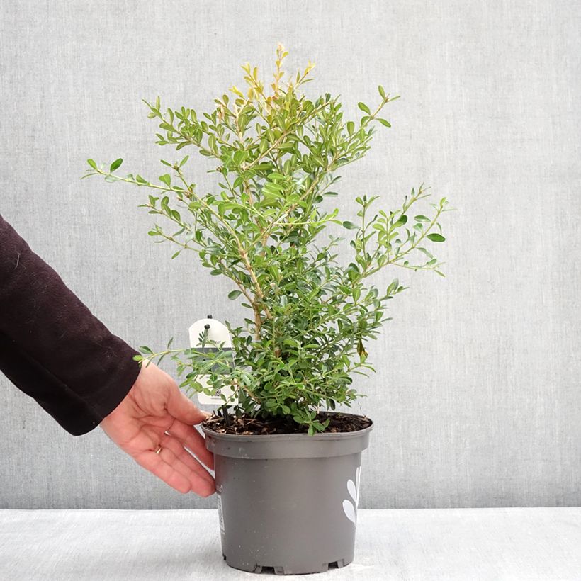 Exemplaar van Buxus Betterbuxus Skylight - Palmboompje Pot van 3 l/4 l zoals geleverd in de winter