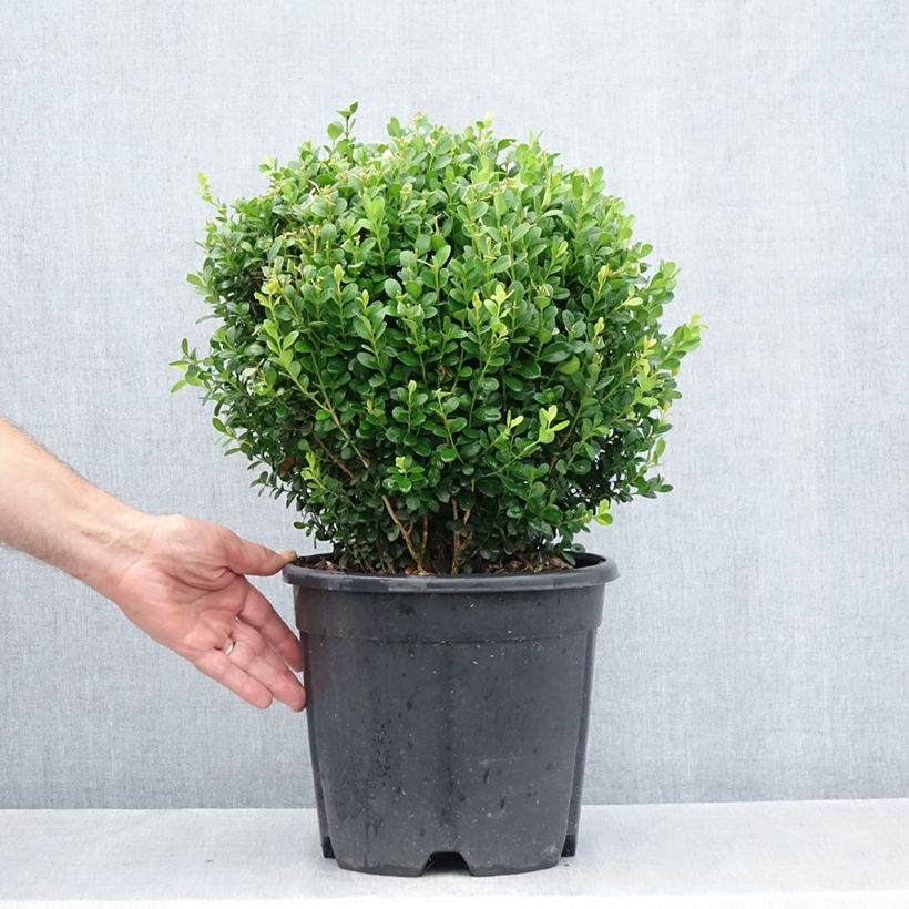 Exemplaar van Buxus microphylla Faulkner - Japanse buxus Pot van 7,5 l/10 l, Bolboom zoals geleverd in de zomer