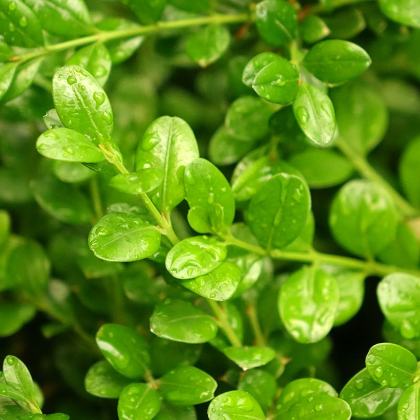 Buxus microphylla Faulkner - Japanse buxus (Blad)