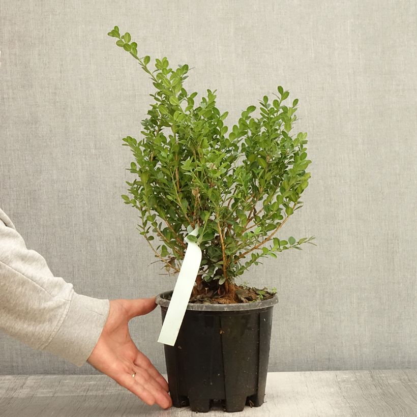 Exemplaar van Buxus microphylla Faulkner - Japanse buxus Pot van 2 l/3 l zoals geleverd in de herfst