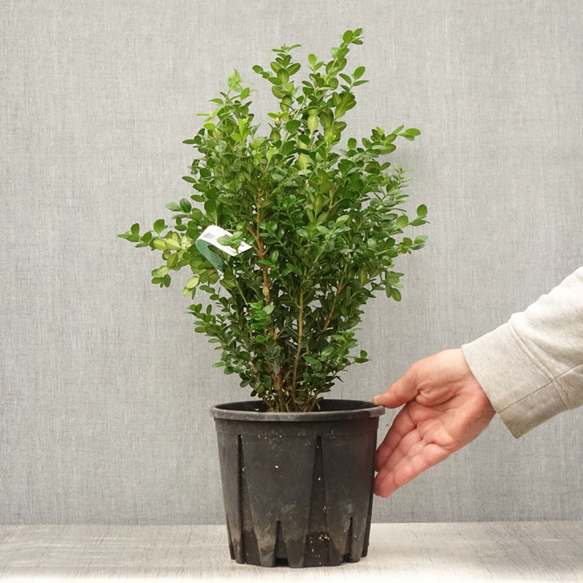 Exemplaar van Buxus microphylla Faulkner - Japanse buxus Pot van 2 l/3 l zoals geleverd in de zomer