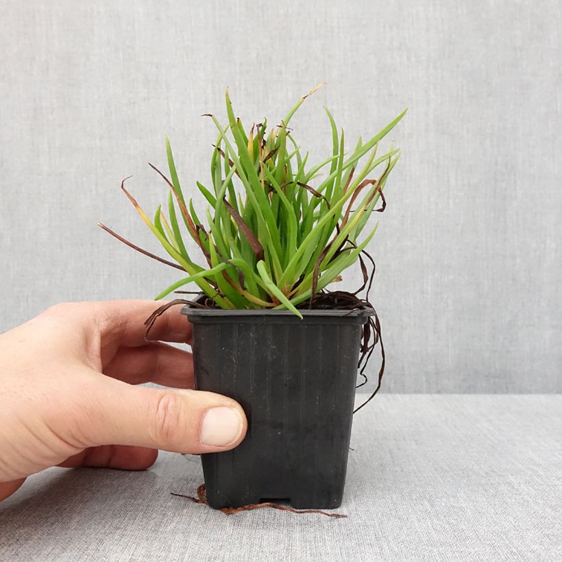 Exemplaar van Bulbine frutescens Avera Sunset Orange Godet de 8/9 cm zoals geleverd in de winter