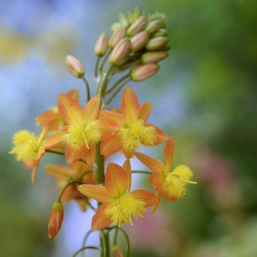 Bulbine frutescens - Knolbeesia (Bloei)