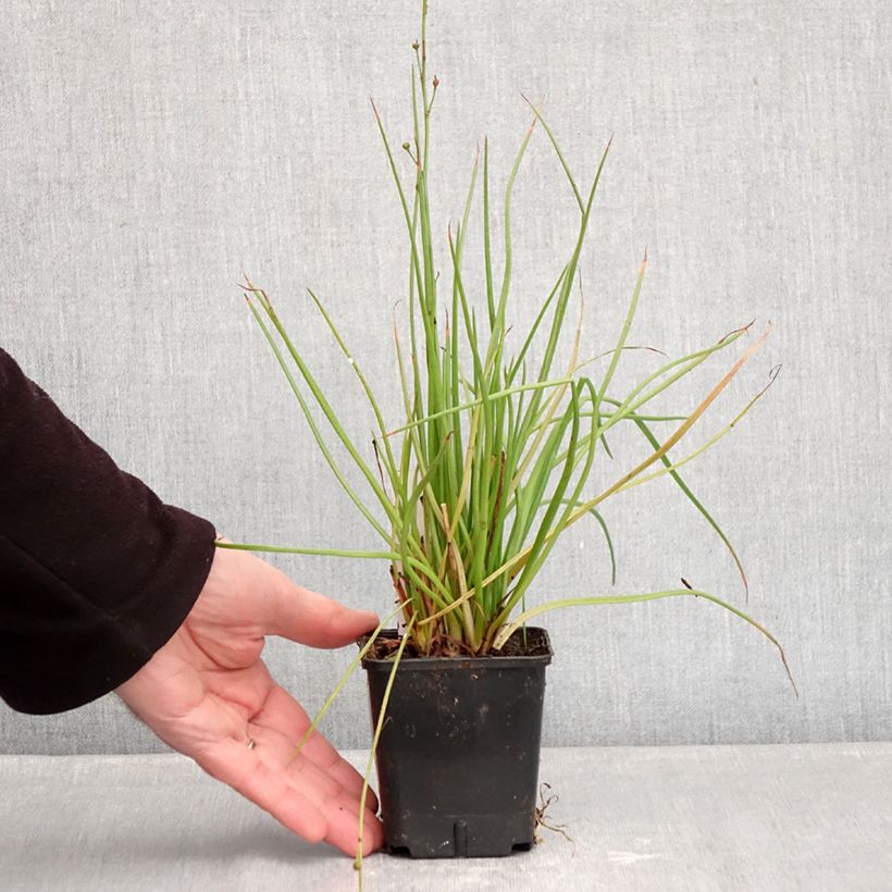 Exemplaar van Bulbine frutescens Hallmarck - Knolbeesia Kweekpotje van 8/9 cm zoals geleverd in de winter