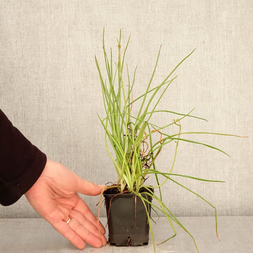 Exemplaar van Bulbine frutescens Hallmarck - Knolbeesia Kweekpotje van 8/9 cm zoals geleverd in de lente