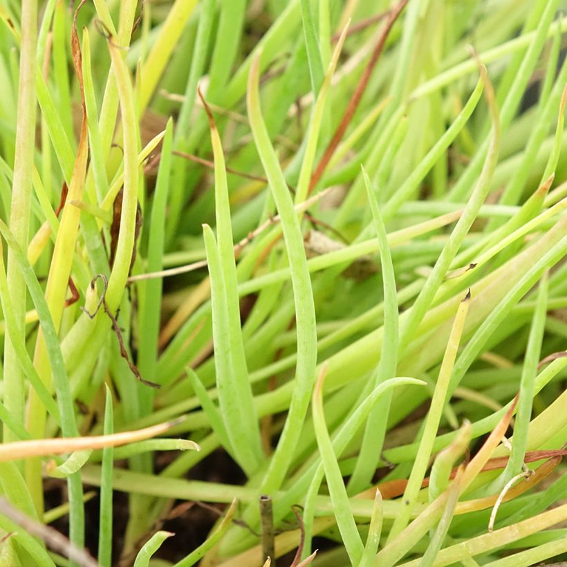 Bulbine frutescens Medicus - Knolbeesia (Foliage)
