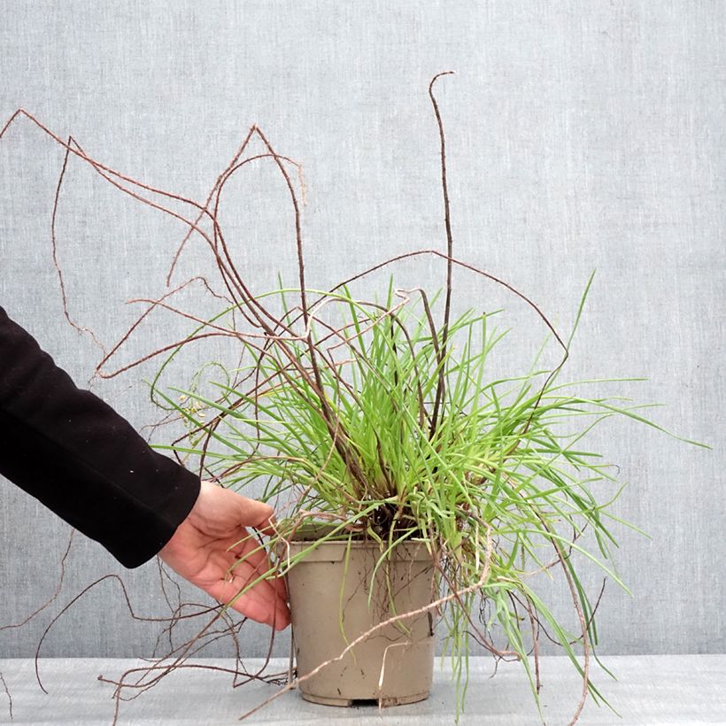 Example of Bulbine frutescens Medicus Pot van 3 l/4 l as you get in hiver