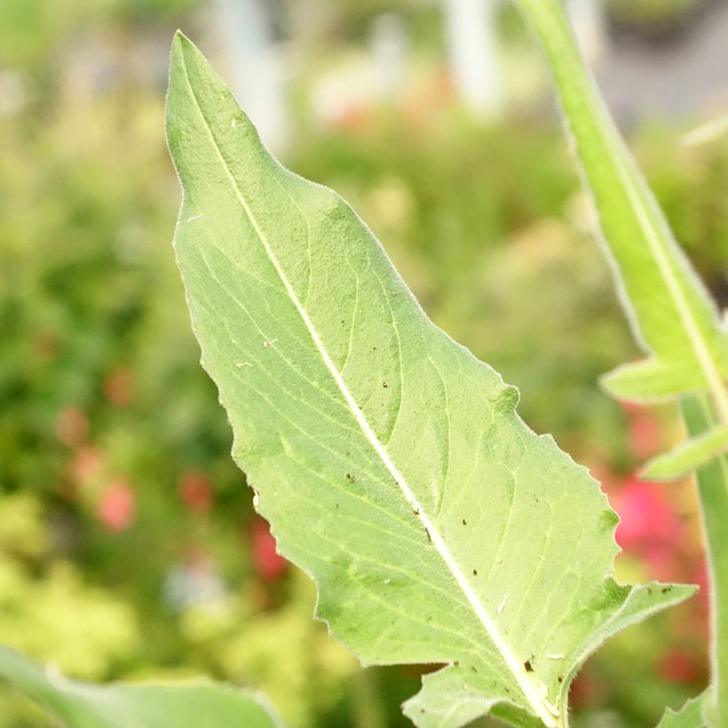 Grote hardvrucht - Bunias orientalis (Blad)