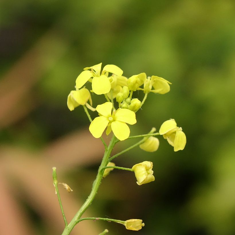 Grote hardvrucht - Bunias orientalis (Bloei)