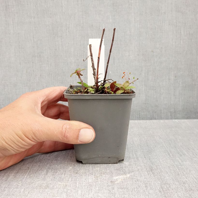 Exemplaar van Buphthalmum salicifolium Alpen Gold Godet de 8/9 cm zoals geleverd in de herfst