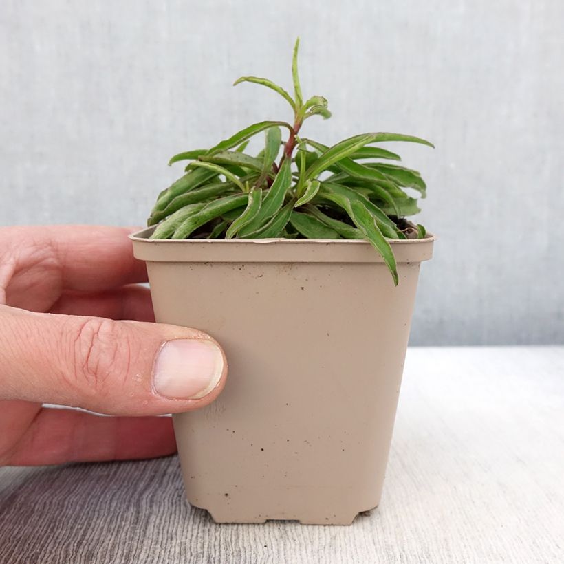 Exemplaar van Buphthalmum salicifolium Alpen Gold - Koeienoog Kweekpotje van 8/9 cm zoals geleverd in de lente