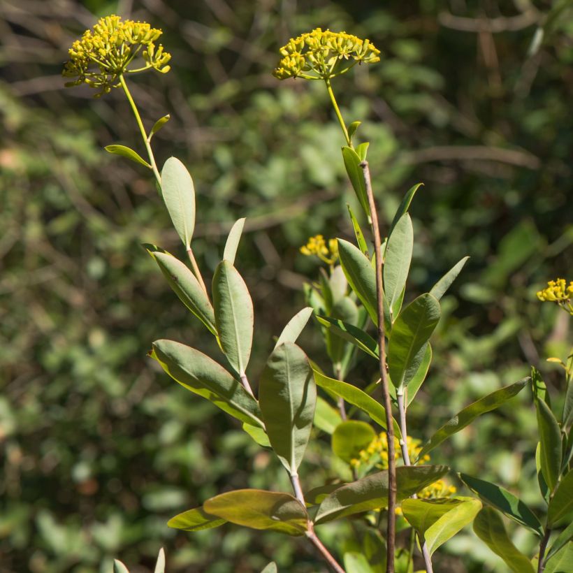Bupleurum fruticosum - Sikkelgoudscherm (Foliage)