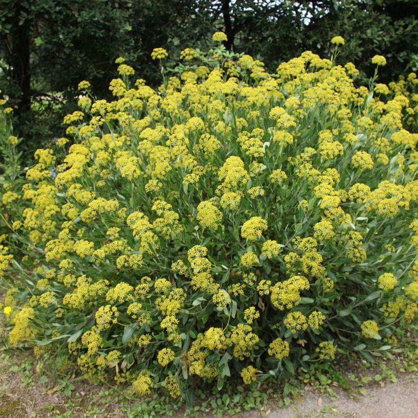 Bupleurum fruticosum - Sikkelgoudscherm (Plant habit)