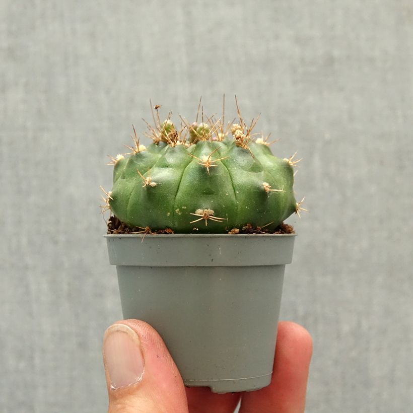 Exemplaar van Cactus araignée - Gymnocalycium baldianum Mini-kamerplanten zoals geleverd in de lente