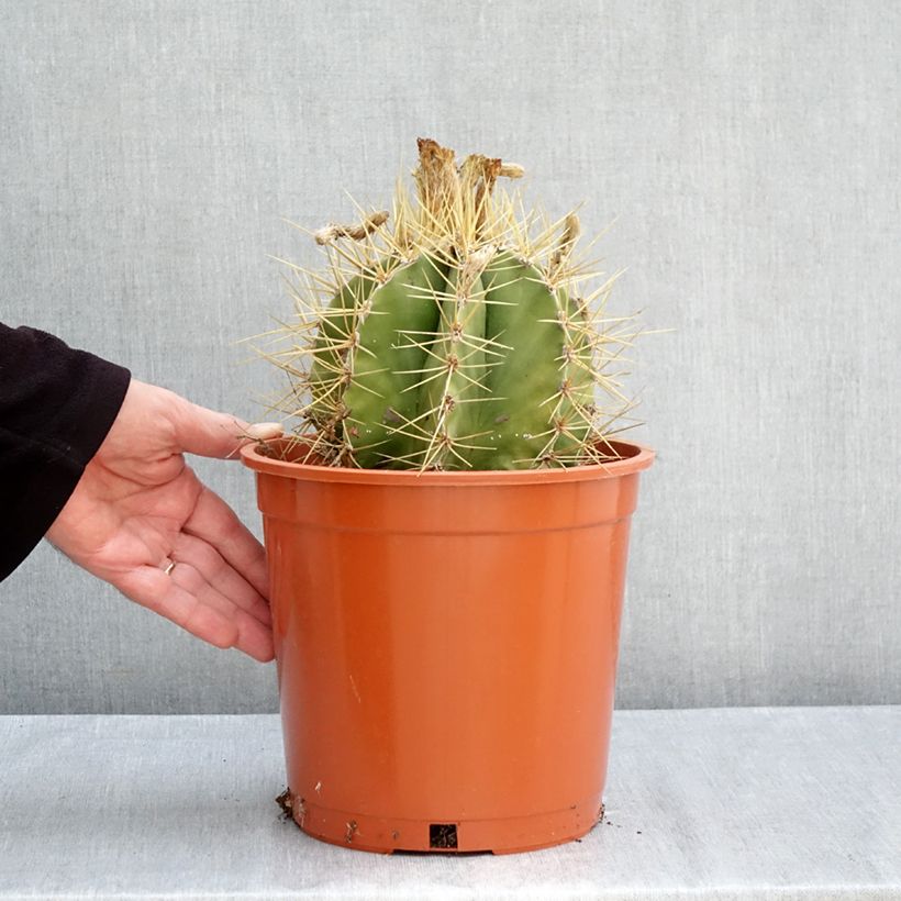 Exemplaar van Astrophytum ornatum - Bisschopsmuts Pot van 4 l/5 l zoals geleverd in de herfst