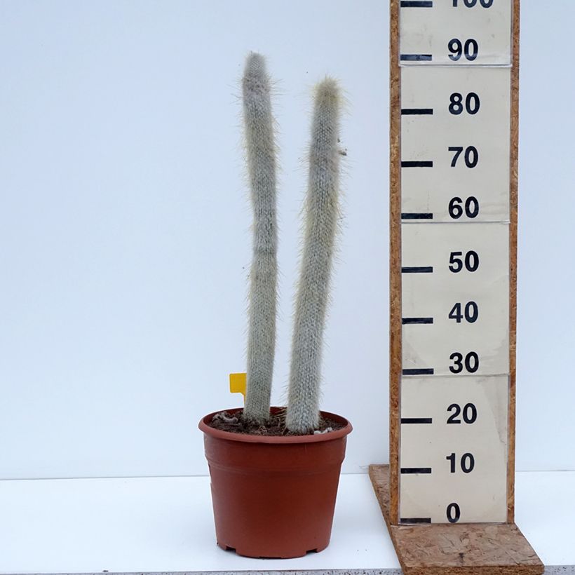 Example of Cactus cierge - Cleistocactus strausii Pot van 12 l/15 l as you get in hiver