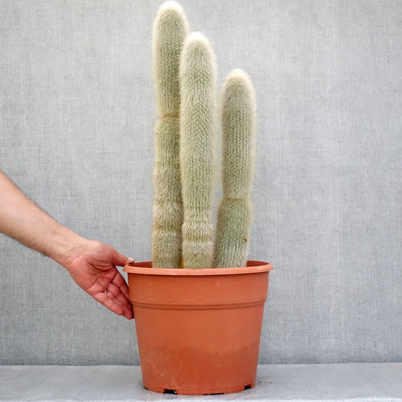 Exemplaar van Cleistocactus strausii - Zilveren fakkel Pot van 12 l/15 l zoals geleverd in de lente