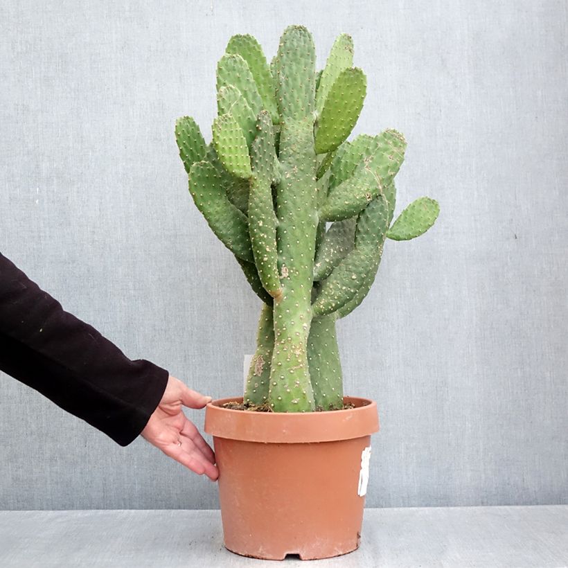Exemplaar van Consolea rubescens - Cactus Pot van 7,5 l/10 l zoals geleverd in de herfst