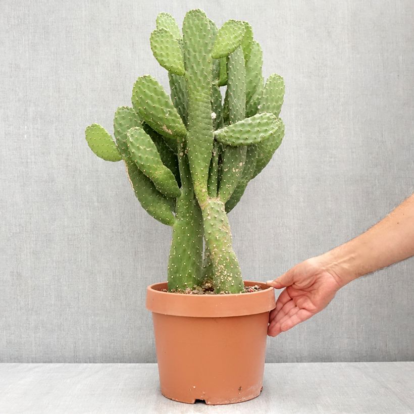 Exemplaar van Consolea rubescens - Cactus Pot van 7,5 l/10 l zoals geleverd in de zomer