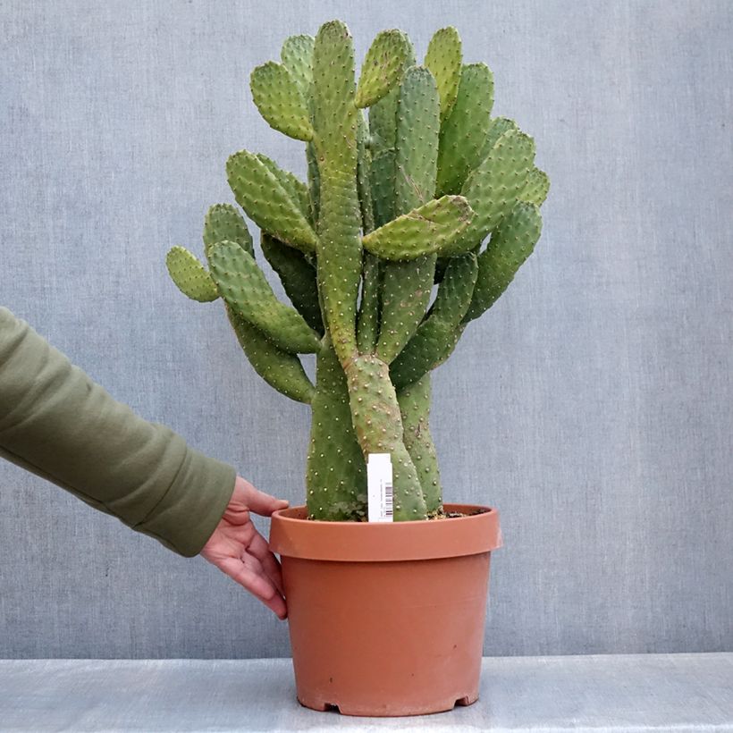 Example of Cactus - Consolea rubescens Pot van 7,5 l/10 l as you get in hiver