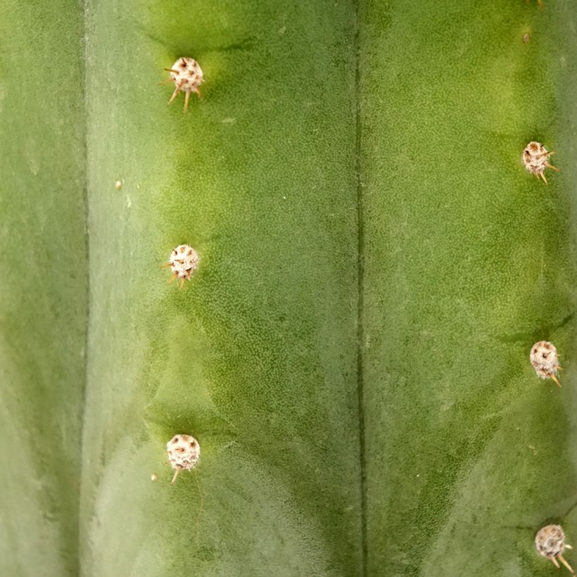 Trichocereus pachanoi - San Pedro-cactus (Blad)