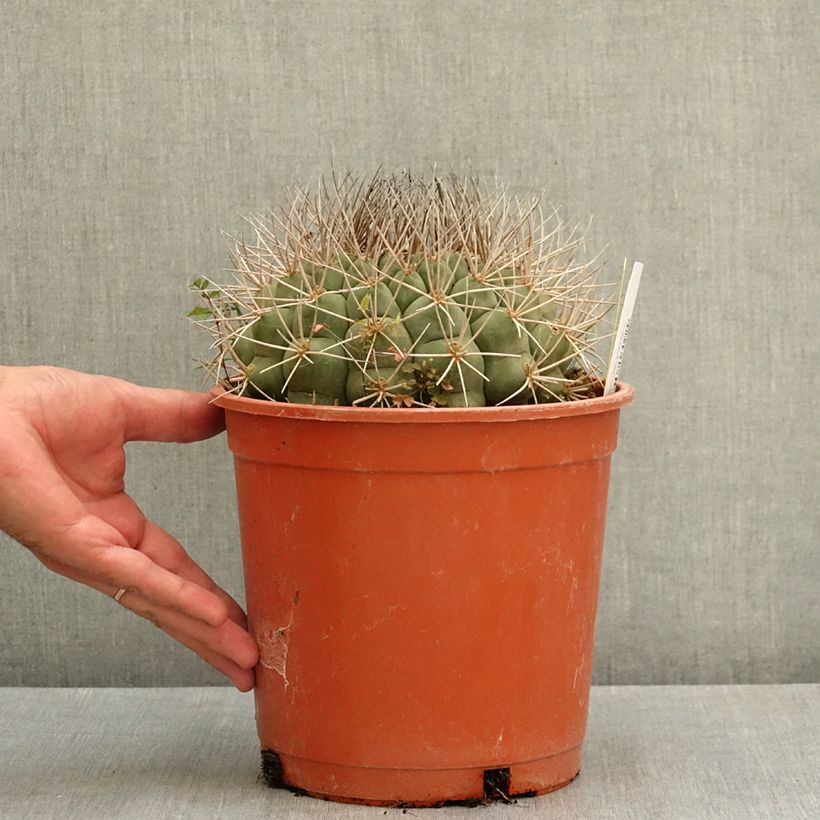Exemplaar van Gymnocalycium saglionis - Cactus Pot van 4 l/5 l zoals geleverd in de zomer