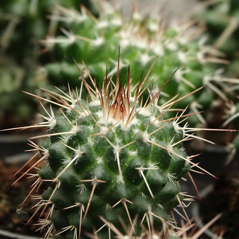 Mammillaria baxteriana - Tepelcactus (Blad)