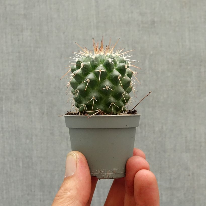 Exemplaar van Cactus - Mammillaria baxteriana Mini-kamerplanten zoals geleverd in de lente