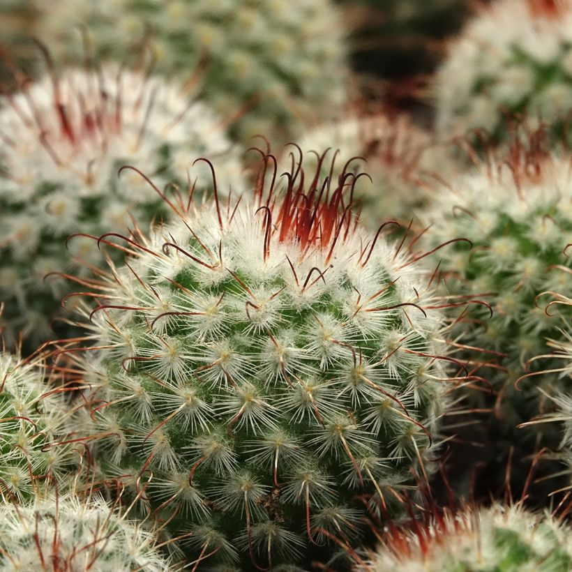 Mammillaria bombycina - Tepelcactus (Blad)