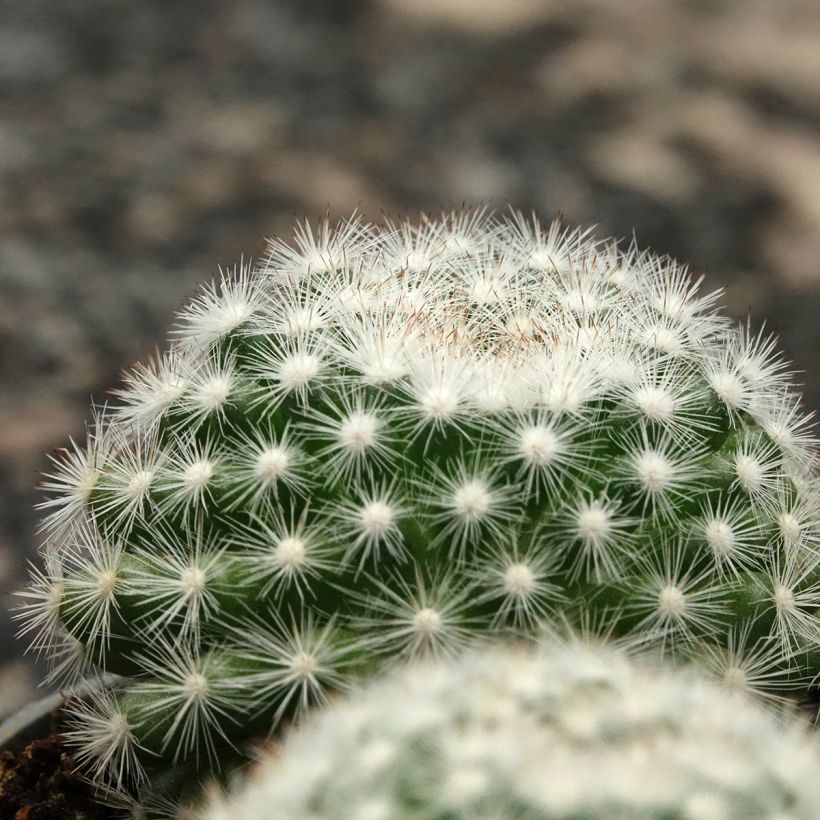 Mammillaria candida - Tepelcactus (Blad)
