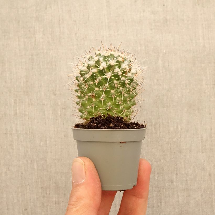 Exemplaar van Mammillaria compressa - Tepelcactus Mini-kamerplanten zoals geleverd in de lente