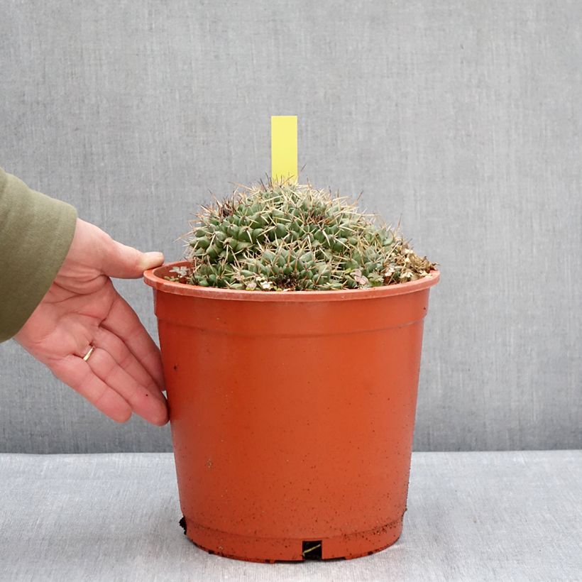 Example of Cactus - Mammillaria compressa Pot van 4 l/5 l as you get in hiver