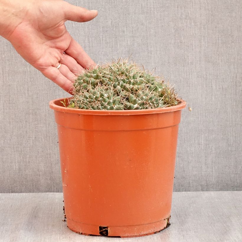 Exemplaar van Mammillaria compressa - Tepelcactus Pot van 4 l/5 l zoals geleverd in de zomer